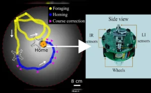 IIT Researchers Discover How Animals Find Their Way Home, Using Robots